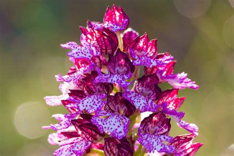 Rare Orchids The Ultimate Guide Gardeners Magazine