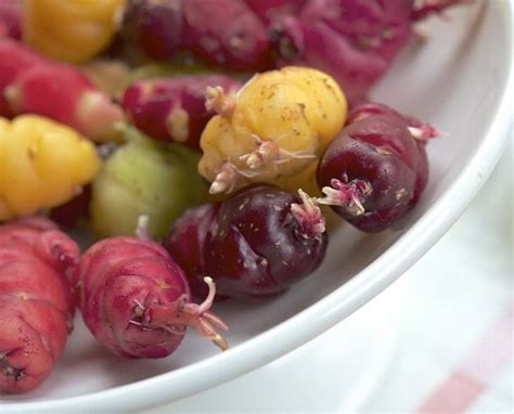 Mashua Yacon Oca Growing Edible Andean Tubers With Help From Peace