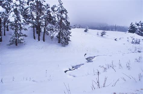 These balls are the easiest to pack and are considerably lighter than the other balls. Snow Covered Trees And Hill In Snow Season Stock Image ...