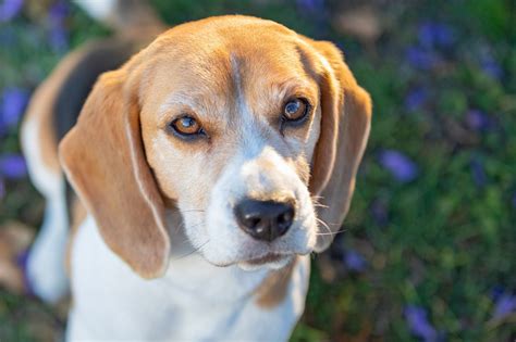 Fun Facts About Beagle Puppies