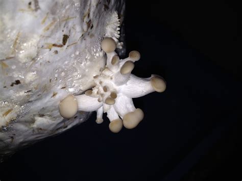 Pin On Mushroom Obsession