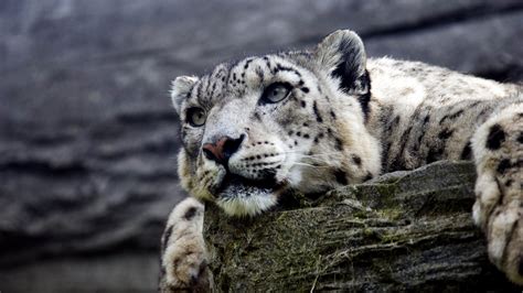 Free Printable Ultra Hd Snow Leopard Wallpaper Wallpaper Quotes