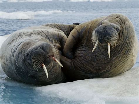 Walrus Pictures National Geographic Animals Beautiful Animals Walrus