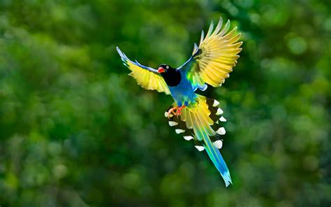 Birds fan club 10200 wallpapers 201 art. Colorful Toucan Bird Flying Spread Wings Tail Hd Desktop Backgrounds Free Download ...