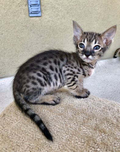 Getta Savannah F7 Savannah Kittens Available For Sale In California