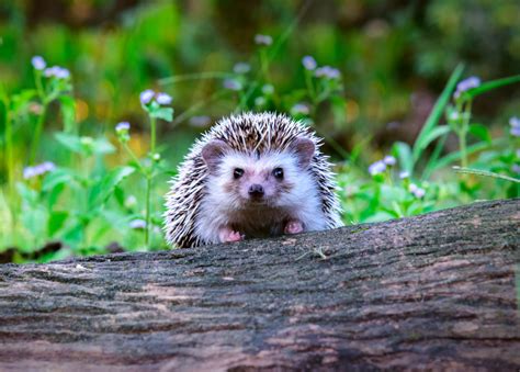 Things You Never Knew About Hedgehogs Spikes Hedgehog Food