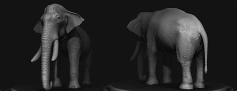 Elephant D Model Zbrushcentral