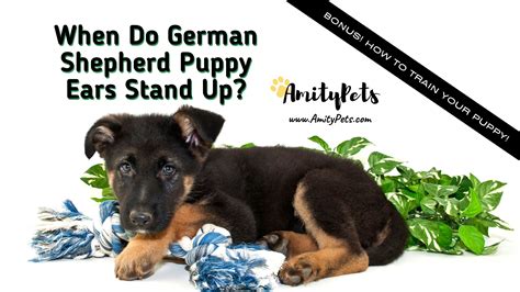 When Do German Shepherd Puppy Ears Stand Up How To Choose A Puppy And