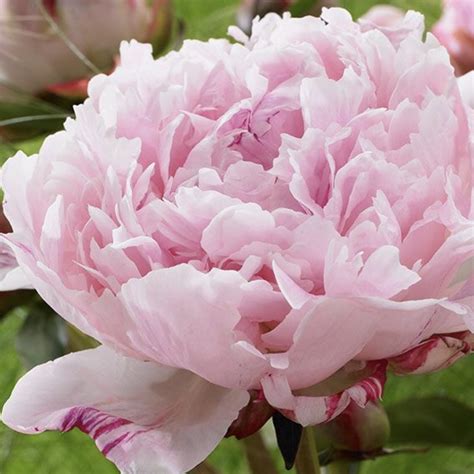 Maybe you would like to learn more about one of these? Peony | Deer Resistant | Garden and Landscaping Blog
