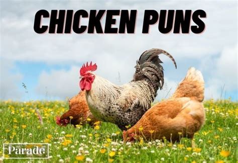 50 Eggs Cellent Chicken Puns Thatll Inspire Your Inner Comedi Hen