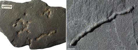 Geologen Finden Die Bislang ältesten Fossilen Fortbewegungsspuren