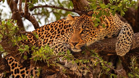 Cats Leopard Big Cat Wildlife Predator Animal Hd Wallpaper Peakpx
