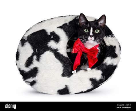 Cute Black And White Tuxedo Cat Wearing Red Bow Tie Sitting In Black