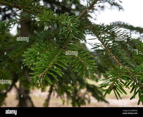 Pine Tree Leaves Hi Res Stock Photography And Images Alamy