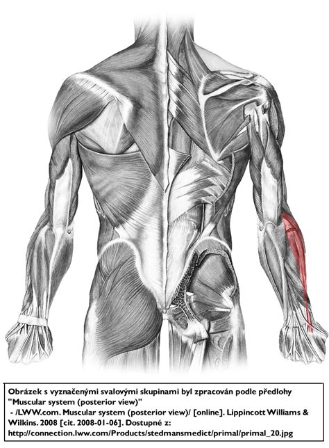 Z Klady Sportovn Kineziologie Fakulta Sportovn Ch Studi