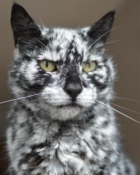 Perfect name for your perfect pet. Scrappy the Senior Cat's Fur Changes From All Black to ...