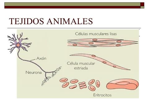 Tejidos Animales