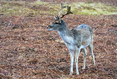 1000 Great Wild Animals Photos · Pexels · Free Stock Photos