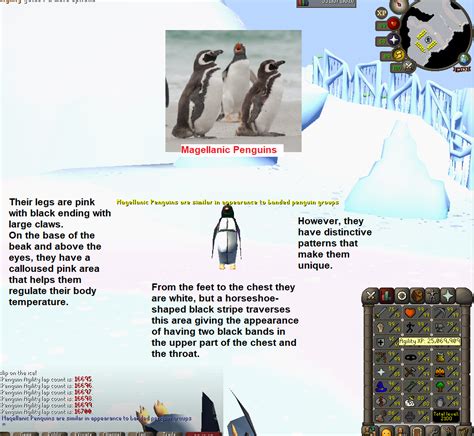 100 Laps With Penguin Facts Daily Until Agility Pet Day 152 R2007scape
