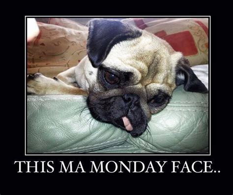 Monday Face Pugs French Bulldog Animals Animales Animaux French