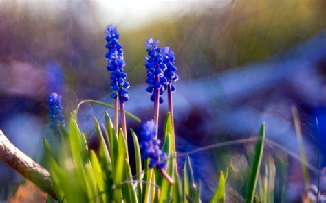 1,452 likes · 197 were here. Fiori blu