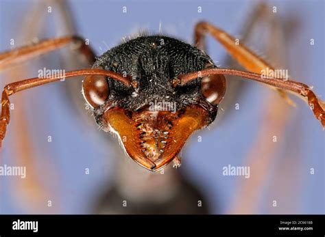 Giant Ant Fotos E Imágenes De Stock Alamy