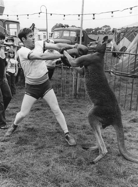 The Surprising History Of The Boxing Kangaroo