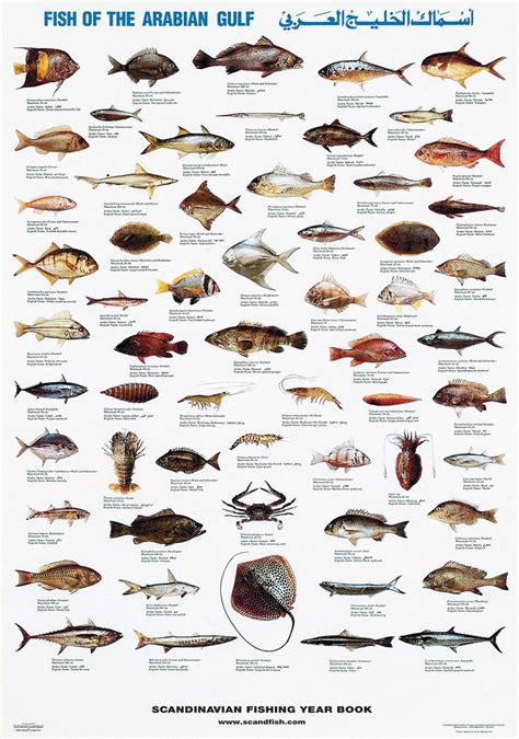 Fish Of The Arabian Gulf Fish Chart Sea Fish All Fish