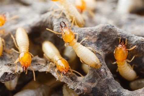 Termites Act Pest Control Canberra Expert Rodent And Pest Control