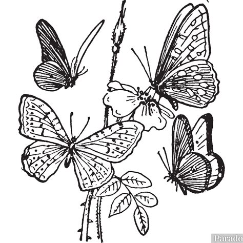 Butterfly Coloring Pages 25 Free Printable Sheets Parade