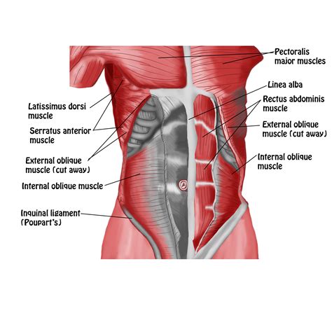Anterior Abdominal Wall Intermediate Dissection Copy Spontaneous Muscle Release