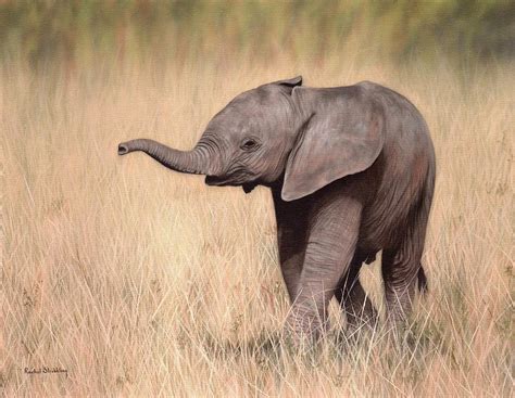 Elephant Calf Painting Painting By Rachel Stribbling Fine Art America