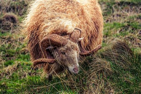 200 Free Ram And Sheep Photos Pixabay