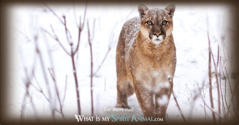 Cougar Symbolism And Meaning Cougar Spirit Totem And Power