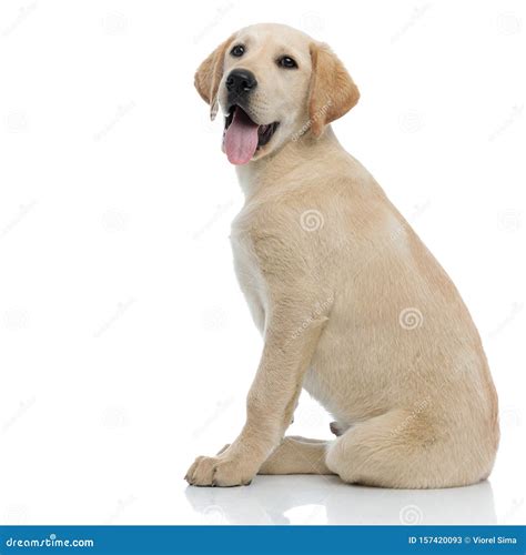 Side View Of A Happy Panting Labrador Retriever Puppy Sitting Stock