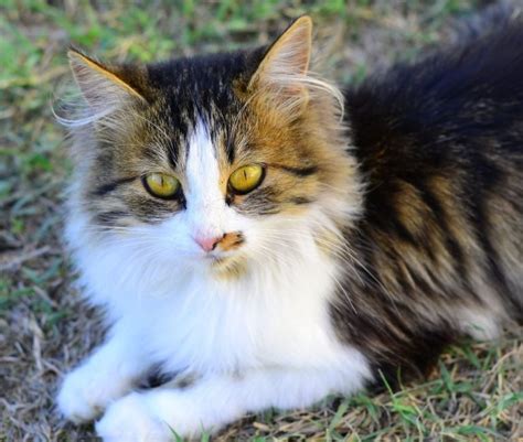 Adopting Norwegian Forest Cat From The Street Turkish People Are