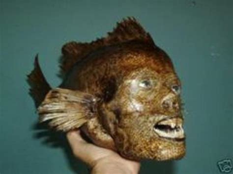 Nope Fish Nightmare Fuel Know Your Meme