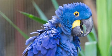 Top 10 Most Beautiful Parrots In The World Arenapile