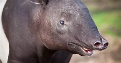 Tapirs Actually Rely On Their Sense Of Smell To Find Food Taman