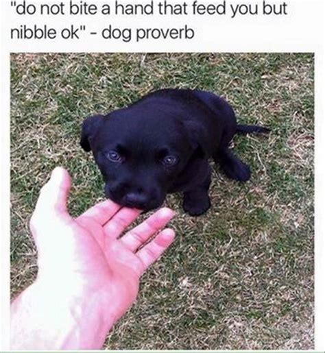 Bechewy is dedicated to helping you keep your pets happy and healthy. 5 Things Not to Do When Teaching Your Puppy Not to Bite ...
