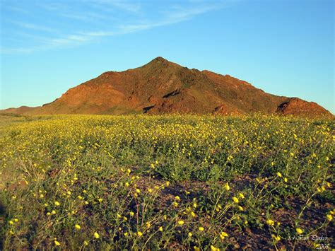 Maybe you would like to learn more about one of these? >: Death Valley Blooms