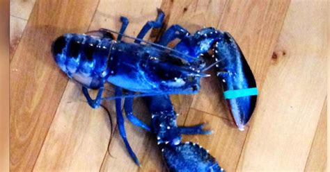 Rare Blue Lobster Caught Off Maine Coast Cbs News