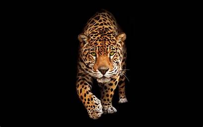Jaguar Wild Cat Wallpapers Cats Wildlife Animal