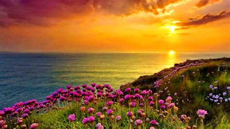 Golden Shine Orange Sky Sunset Sea Ocean Coast With Purple Flowers