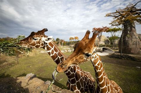 Erstmals Seit 1956 Giraffen Im Zoo Zürcher Giraffen Mit Hohem