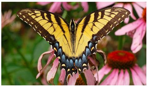 Eastern Tiger Swallowtail South Carolinas State Butterfly Owlcation