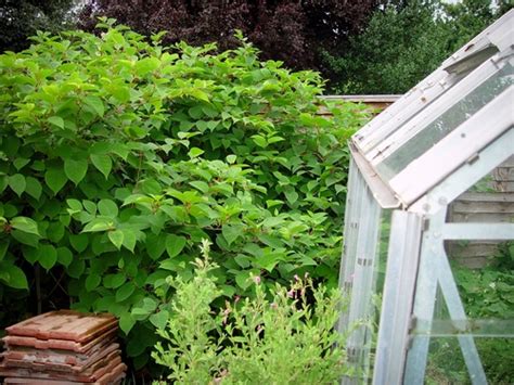Nabbing a house is tough work in these conditions, when only about 12% of the market is taken up some of the most expensive apartments in the city can be found in darling point and the median sale. Japanese Knotweed - Maher Ross Residential Lettings