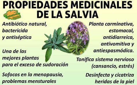 Propiedades Medicinales Curativas Y Beneficios De La Salvia Hierbas My Xxx Hot Girl