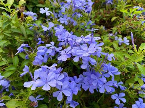 17 Blue Perennials For Your Garden Flower Garden Plans Blue Flowers