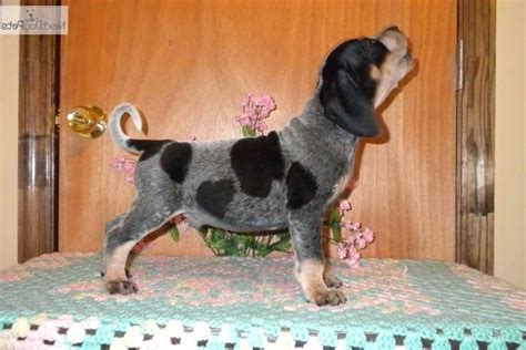 Other possible descendants of the beagle are the talbot hound, the black & tan irish kerry beagle and the bloodhound. Bluetick Beagle Puppies For Sale In Illinois